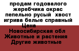 продам годовалого жеребчика,окрас пепельно-русый -хвост игрива белые,справный › Цена ­ 35 000 - Новосибирская обл. Животные и растения » Другие животные   